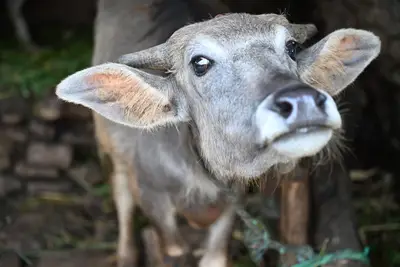 The Buffalow