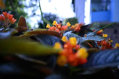 Flower Bed