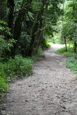 Into the Jungle