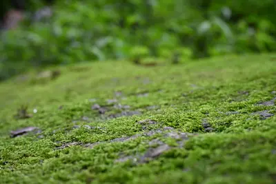 The Moss