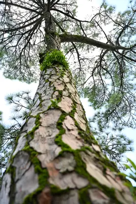 The Tree