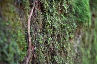 Moss Wall