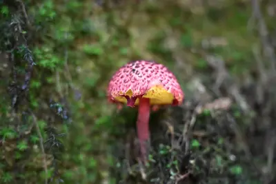 The Mushroom