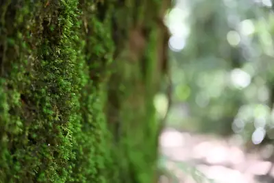 Moss Wall