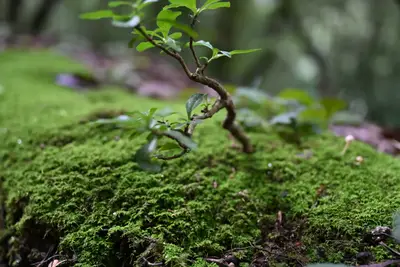 The Sapling