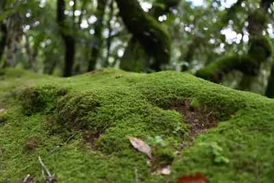 Moss Mountain