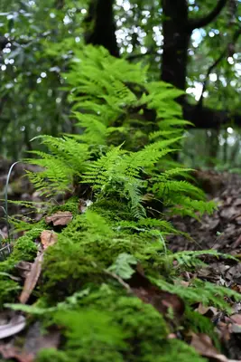 The Ferns