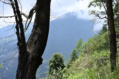 The View