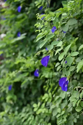 Blue Pea Flower
