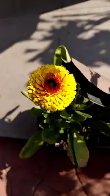 1000040419